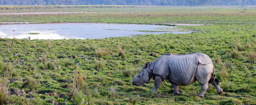 2-nights-3-days-kaziranga-national-park-tour-package-7078