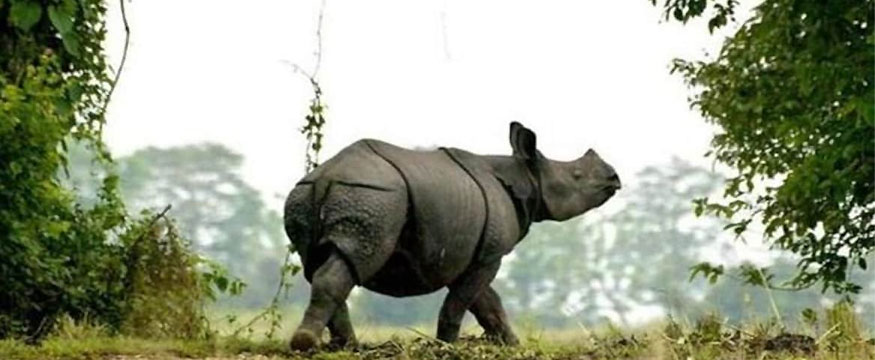 2-nights-3-days-kaziranga-national-park-tour-package-7080