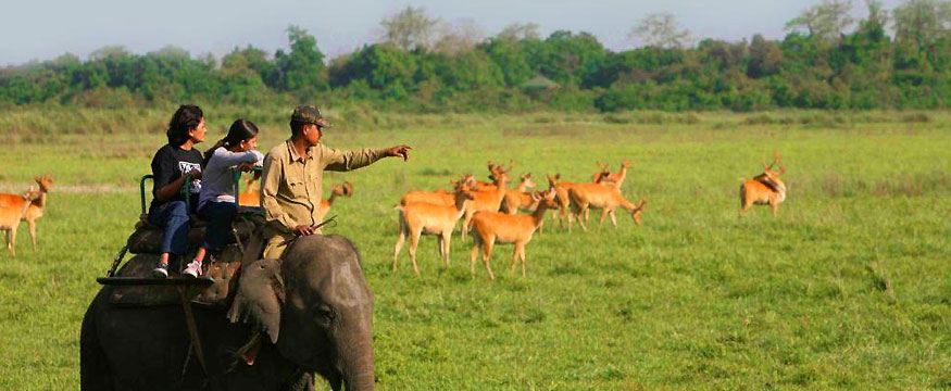 2-nights-3-days-kaziranga-national-park-tour-package-7082