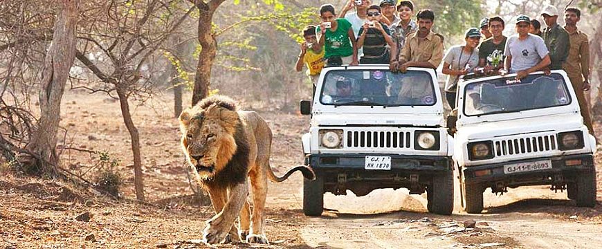 wildlife-safari-in-gujarat-4927